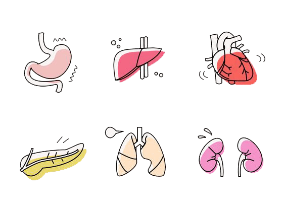 ad ogni organo il suo&nbsp;orario